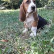 eladó basset hound 