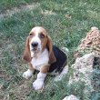 eladó basset hound 