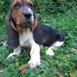 eladó basset hound 