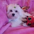 Gyönyörűszép Bichon Havanese kiskutyák 