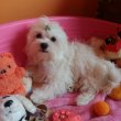 Gyönyörűszép Bichon Havanese kiskutyák 