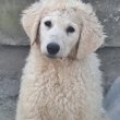 Kuvasz