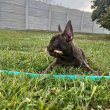 Exotic French Bulldogs