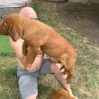 Dogue de Bordeaux kölykök