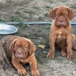 Dogue de Bordeaux kölykök