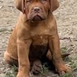 Dogue de Bordeaux kölykök