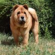 Chow chow különleges, ritka rövidszőrű változat