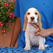 Törzskönyves ,tri/bicolor beagle kiskutyák eladók!