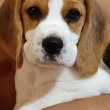 Törzskönyves ,tri/bicolor beagle kiskutyák eladók!