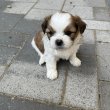 Shi tzu keverék kiskutyák eladók