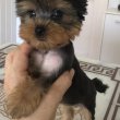 Mini yorkie kislány eladó !