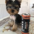 Mini yorkie kislány eladó !