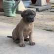 Cane corso