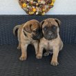 Bullmastiff kiskutyák