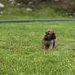 Bullmastiff kiskutyák