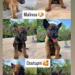 Malinois - Puppies