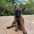 Malinois - Puppies