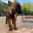 Malinois - Puppies