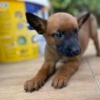 Malinois - Puppies