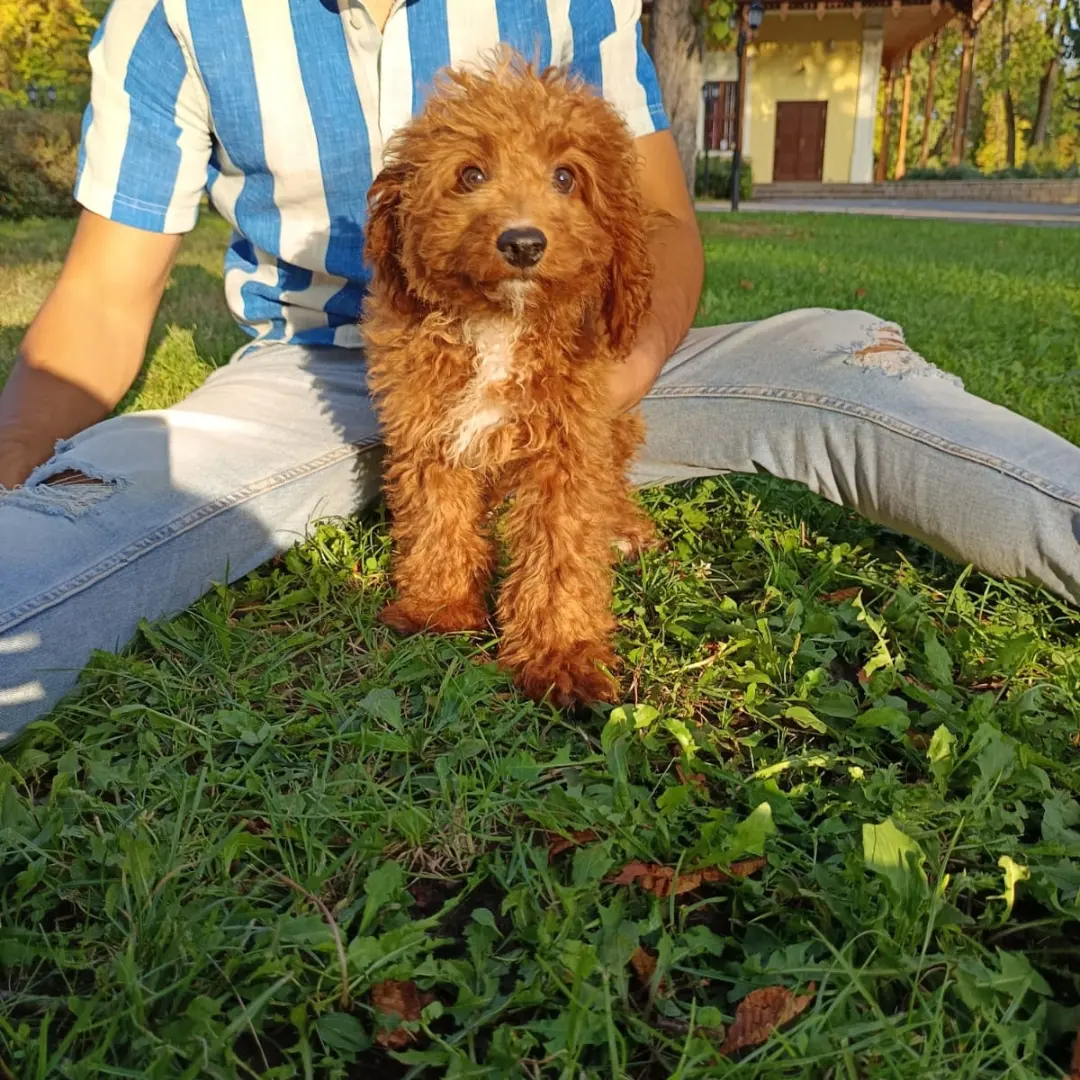 Cavapoo +36209877091