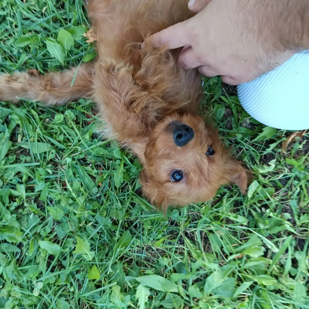 Cavapoo +36209877091