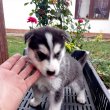 Husky jellegű kiskutyák