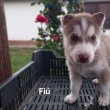 Husky jellegű kiskutyák