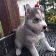 Husky jellegű kiskutyák