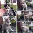 Husky jellegű kiskutyák