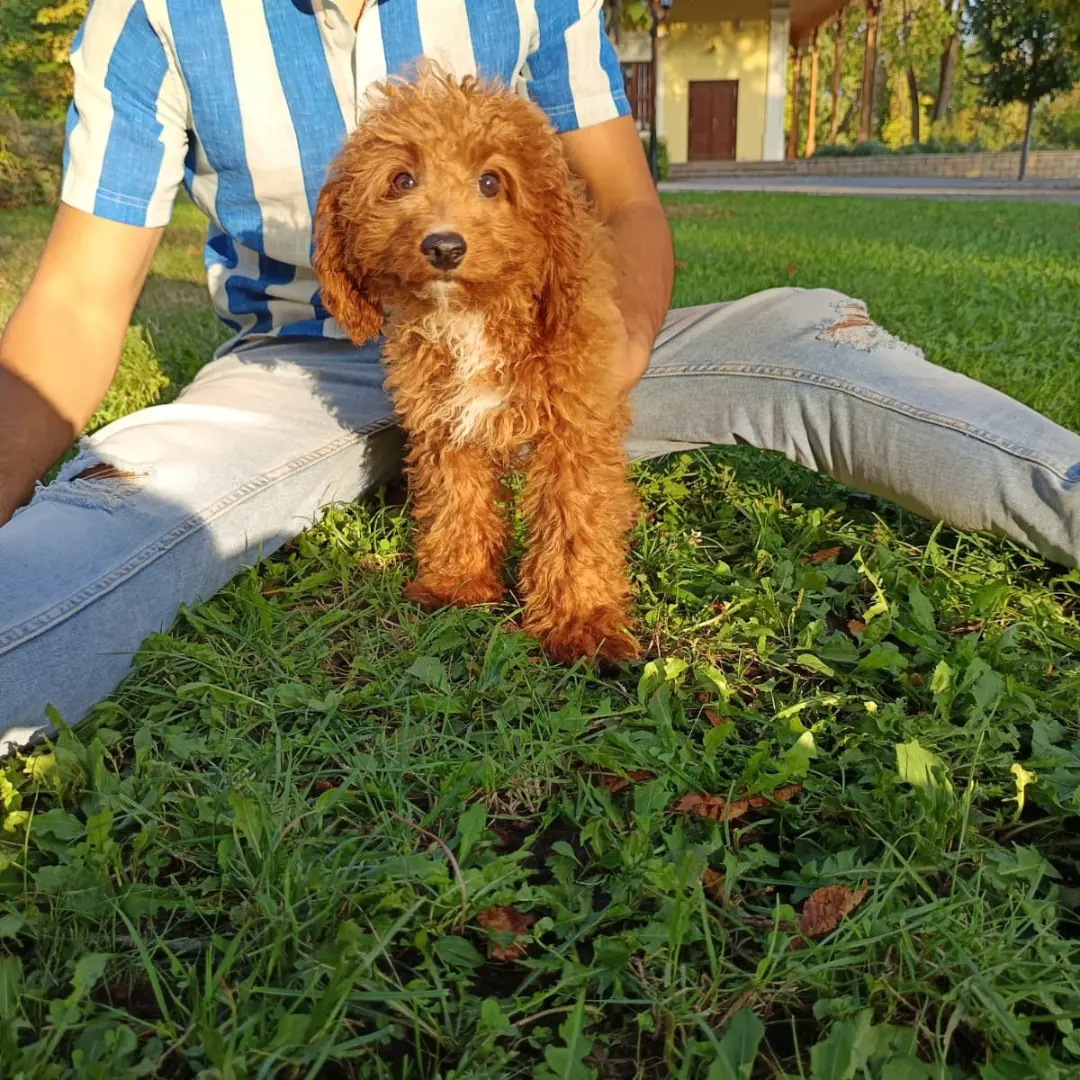 Cavapoo +36209877091