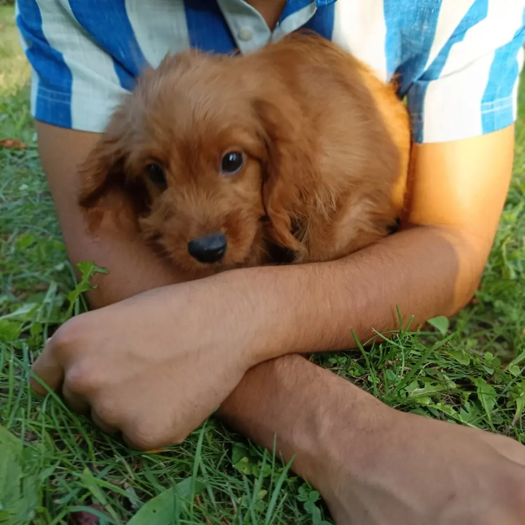 Cavapoo +36209877091