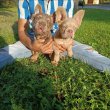 Fluffy french bulldog +36209877091