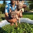 Fluffy french bulldog +36209877091