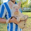 Fluffy french bulldog +36209877091