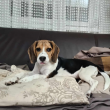 Eladó kislány beagle