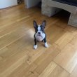 Boston Terrier 