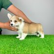 Törzskönyves Pembroke Welsh Corgi kiskutya