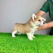 Törzskönyves Pembroke Welsh Corgi kiskutya