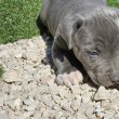 Amerikai Staffordshire Terrier kiskutyák (Amstaff)