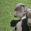 Amerikai Staffordshire Terrier kiskutyák (Amstaff)