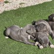 Amerikai Staffordshire Terrier kiskutyák (Amstaff)