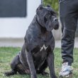 Cane Corso kölykök