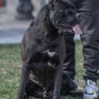 Cane Corso kölykök