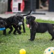 Cane Corso kölykök