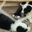 Border collie eladó