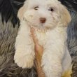 Arany-fehér Bichon havanese babák eladók