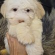 Arany-fehér Bichon havanese babák eladók