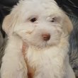 Arany-fehér Bichon havanese babák eladók