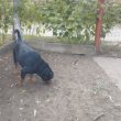 Rottweiler szuka kutya