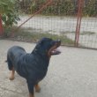 Rottweiler szuka kutya